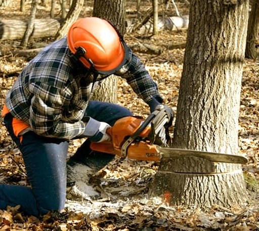 Tree Removal in Stumpy Point, NC